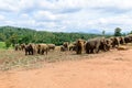 Sri Lanka. Elephant Sanctuary