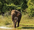 Sri Lanka - Elephant drinking in Uda Walawe National Park Royalty Free Stock Photo