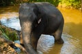 Sri lanka elephant in water one meek into frame