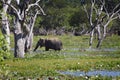 Sri Lanka: Elephant in Yala Royalty Free Stock Photo