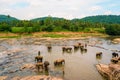 Sri Lanka, Elephants bathing in the river. National park. Pinnawala Elephant Orphanage. Sri Lanka