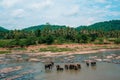 Sri Lanka, Elephants bathing in the river. National park. Pinnawala Elephant Orphanage. Sri Lanka Royalty Free Stock Photo