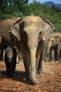 Sri Lanka: Elephants of Pinnawela Royalty Free Stock Photo