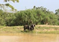 Sri Lanka elephants protecting their baby