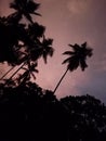 Sri lanka evening sky beautiful trees background sunsets nature Royalty Free Stock Photo