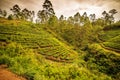 Sri Lanka: famous Ceylon highland tea fields