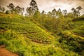 Sri Lanka: famous Ceylon highland tea fields Royalty Free Stock Photo