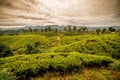 Sri Lanka: famous Ceylon highland tea fields Royalty Free Stock Photo