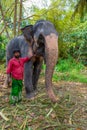 Close up asian elephant reveals texture animal skin