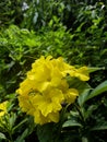 Sri lanka Flowers in the garden