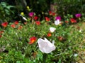 Sri lanka flowers japan rose white colour