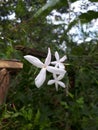 Sri lanka flowers white colour geta pichcha