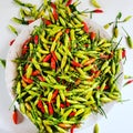 Sri Lanka fresh chili in my garden