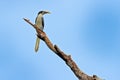 Sri Lanka Grey Hornbill, Ocyceros gingalensis, bird with big bill. Wildlife scene from Sri Lanka. Birdwatching tour in the