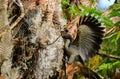 Sri Lanka grey hornbill peeks inside a tree hole for food Royalty Free Stock Photo