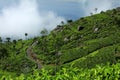 Sri Lanka - Haputale tea plantations Royalty Free Stock Photo