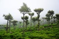 Sri lanka, Haputale tea plantations Royalty Free Stock Photo