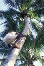 SRI LANKA HIKKADUWA COCONUT PLANTATION Royalty Free Stock Photo