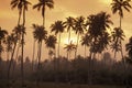 SRI LANKA HIKKADUWA COCONUT PLANTATION Royalty Free Stock Photo