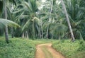 SRI LANKA HIKKADUWA COCONUT PLANTATION Royalty Free Stock Photo