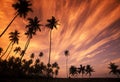 SRI LANKA HIKKADUWA COCONUT PLANTATION Royalty Free Stock Photo