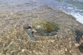 Big turtles hikkaduwa beach, Sri Lanka