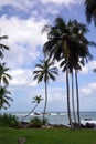 Sri Lanka, Indian ocean, beach, palm trees, ocean, coconut