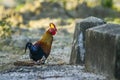 Sri Lanka junglefowl in Bundala national park, Sri Lanka