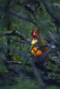 Sri Lanka junglefowl in Ella, Sri Lanka