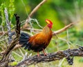 Sri Lanka Junglefowl is standing on a log in the jungle.