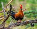 Sri Lanka Junglefowl is standing on a log in the jungle.