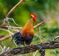 Sri Lanka Junglefowl is standing on a log in the jungle.