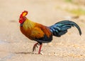 Sri Lanka Junglefowl is walking on the ground in the jungle.