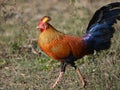 Sri Lanka Junglefowl Royalty Free Stock Photo