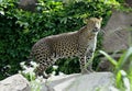 Sri Lanka Leopard