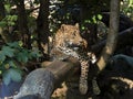 Sri Lanka Leopard, Panthera pardus kotiya, resting on tree trunk Royalty Free Stock Photo