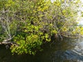 Mangroves Vegetation in Sri Lanka Royalty Free Stock Photo