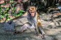 Sri Lanka Monke Royalty Free Stock Photo