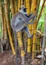 Monkey climbs a tree. Sri Lanka