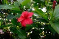 Sri Lanka national flowers - the red Shoe Flower or Hibiscus rosa-sinensis Chinese and Hawaiian hibiscus, China rose. It is a po