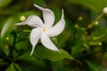 Sri Lanka national flowers - the white Wathusudu Flower or Jasmin Saman Pichcha with bokeh green background. It is a popular pla Royalty Free Stock Photo