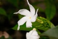 Sri Lanka national flowers - the white Wathusudu Flower or Jasmin Saman Pichcha with bokeh green background. It is a popular pla