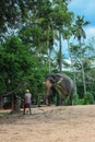 Sri Lanka, November 2011. Pinnawala Elephant Orphanag.