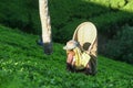 Tea pickers at work Royalty Free Stock Photo