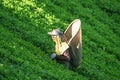 Tea pickers at work Royalty Free Stock Photo