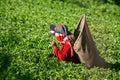 Tea pickers at work Royalty Free Stock Photo