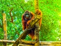 SRI LANKA orangutan