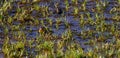 Sri Lanka paddy field frog (Minervarya greenii) on the Horton Plains National Park