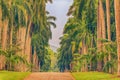 Sri Lanka: palm alley in Royal Botanic Gardens, Peradeniya, Kandy