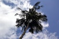 Sri Lanka, palm tree, tree, sky, tropical, coconut